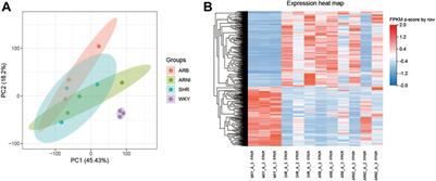 Transcriptomic profile analysis of the left atrium in spontaneously hypertensive rats in the early stage